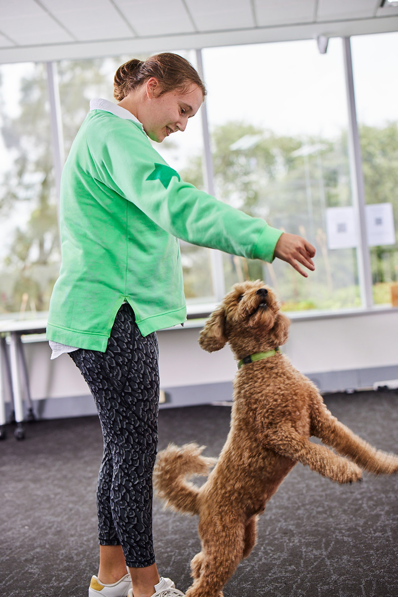 Avenue participant is wearing a green top, is standing and feeding a light brown cavoodle dog a treat.